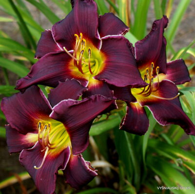 Lydia‘s Regal Robe