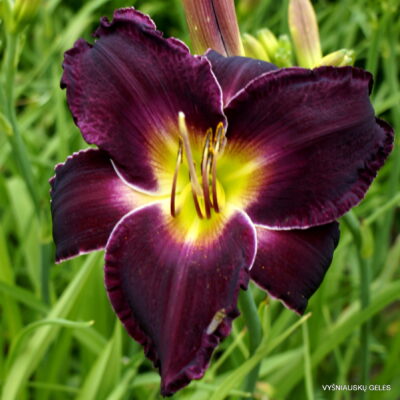 Lydia‘s Regal Robe (2)