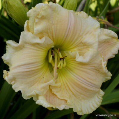 Mary Jane Carpenter (2)