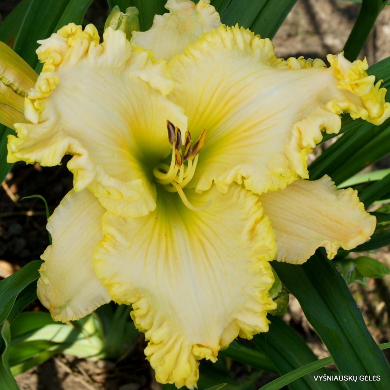 'Shaggy Chic' Vyšniauskų gėlės