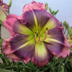 Shasta Blue Butterfly