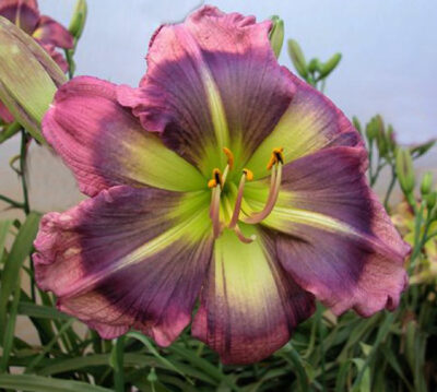 Shasta Blue Butterfly