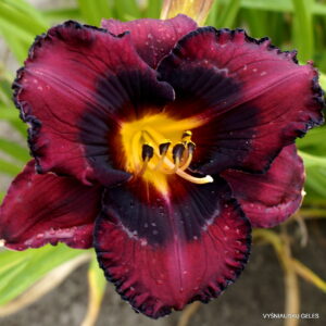 Strawberries and Chocolate