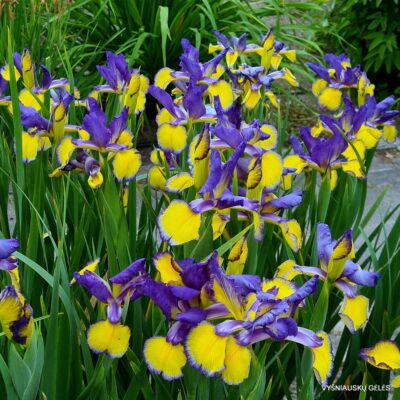 Three Moon Night (2)