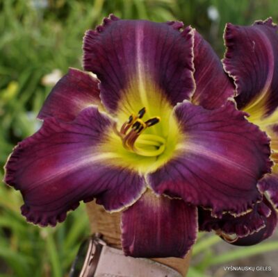 viendienė Apatura Velvety Touch