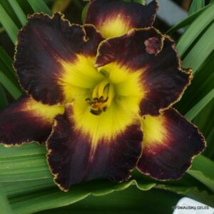 viendienė Boitzer Black Stella