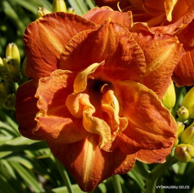 viendienė Decatur Double Doozy