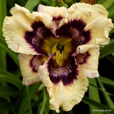 viendienė Echo Dancer