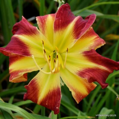 viendienė Moosa Pa Loosa (2)