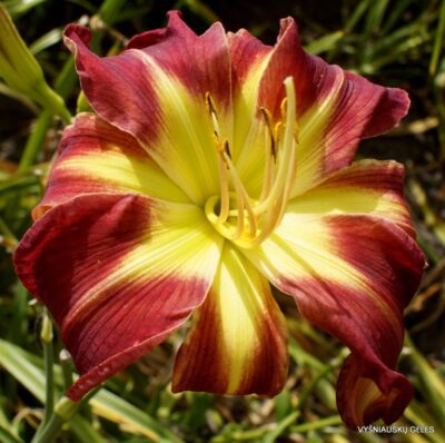 viendienė Moosa Pa Loosa