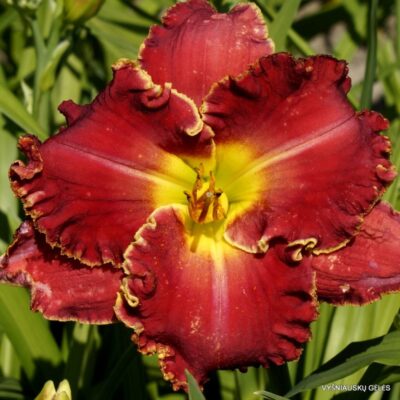 viendienė Painting the Roses Red