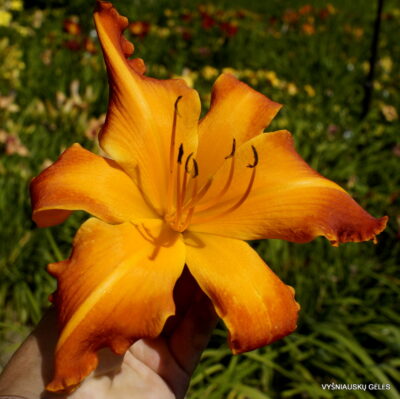 viendienė Screamin Mimi (3)