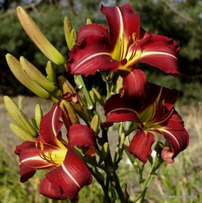 viendienė September Flame (2)