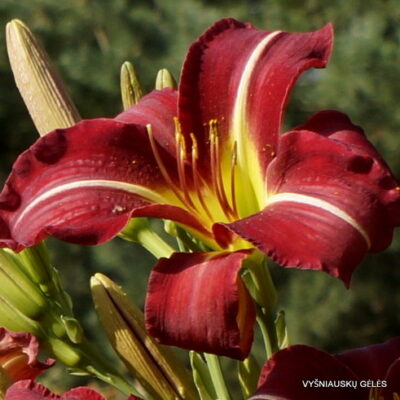 viendienė September Flame