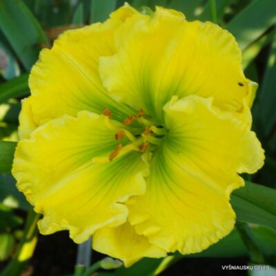 viendienė Siloam Green Creek