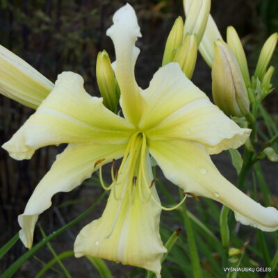 viendienė Song of Myself (2)