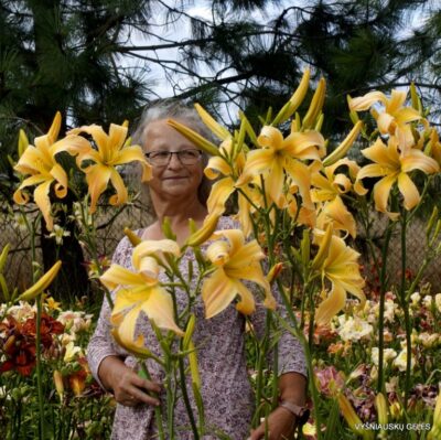 viendienė Taunus Pink Angel (2)