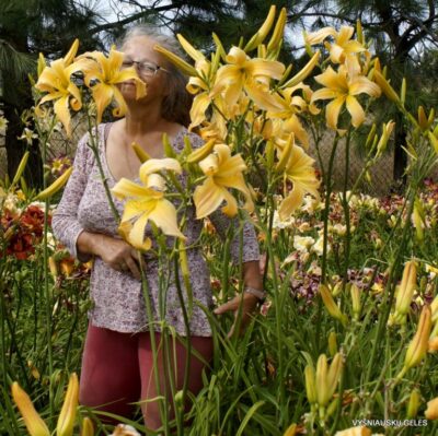 viendienė Taunus Pink Angel