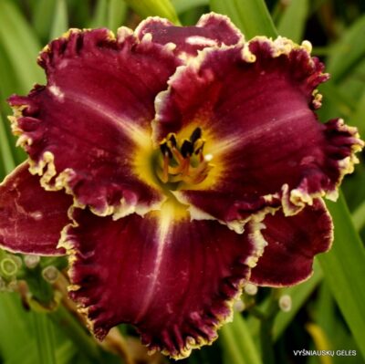 viendienė ‘Apatura Burgundy Vine’