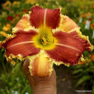 viendienė ‘Apatura Flying Bat’