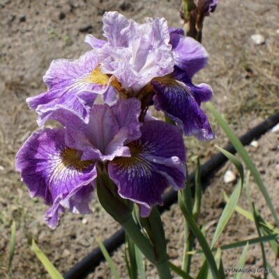 vilkdalgis Floral Notes (2)