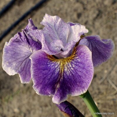 vilkdalgis Floral Notes