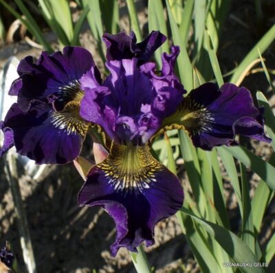 vilkdalgis Handsome Harry (2)