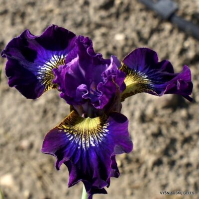 vilkdalgis Handsome Harry