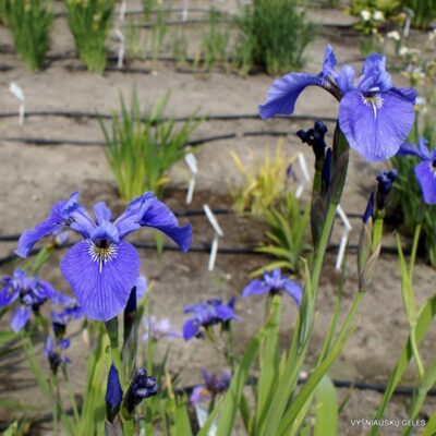 vilkdalgis North To South (2)