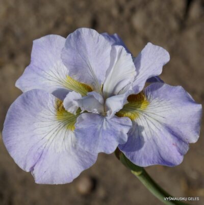 vilkdalgis Pure Flattery