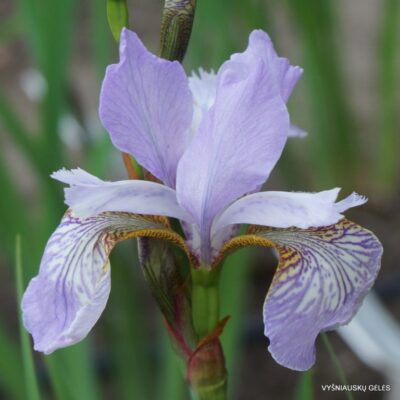 vilkdalgis Rovniny (2)