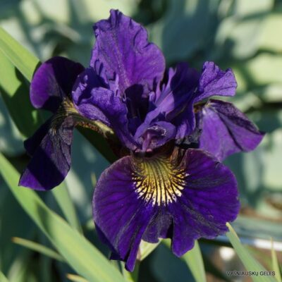 vilkdalgis Ruffled Velvet (2)