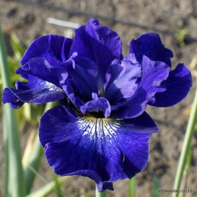 vilkdalgis Silesian Blue