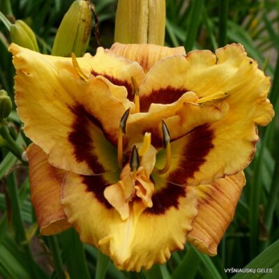 ‘Apatura Bouguet for Summer’ (2)