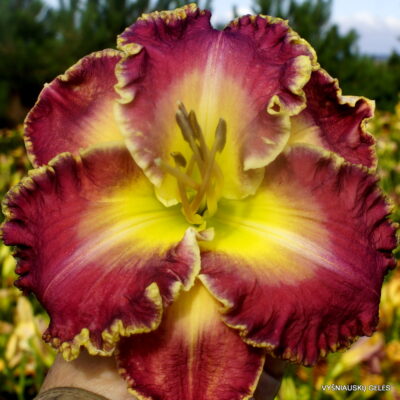 ‘Apatura Dancing Butterflies’