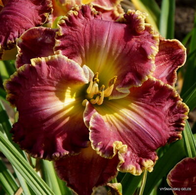 ‘Apatura Dancing Butterflies’ (2)