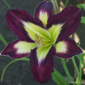 ‘Apatura Evening Picnic’ ‘Apatura Evening Picnic’