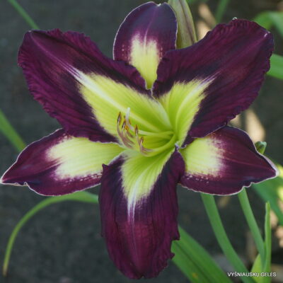 ‘Apatura Evening Picnic’