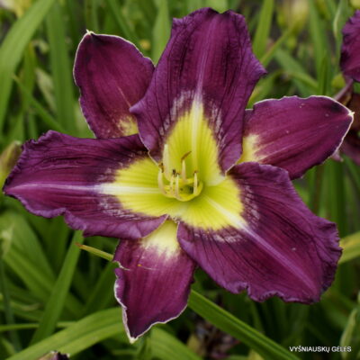 ‘Apatura Evening Picnic’ (2)