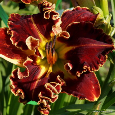 ‘Apatura Goddess of Love’