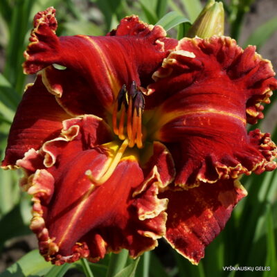 ‘Apatura Goddess of Love’ (2)