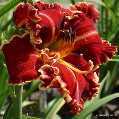 ‘Apatura Goddess of Love’ (3)