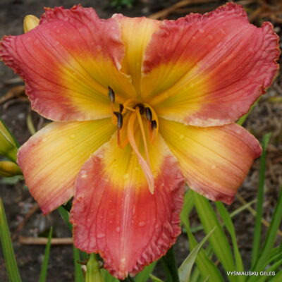 ‘Apatura Pink Butterfly’ (2)