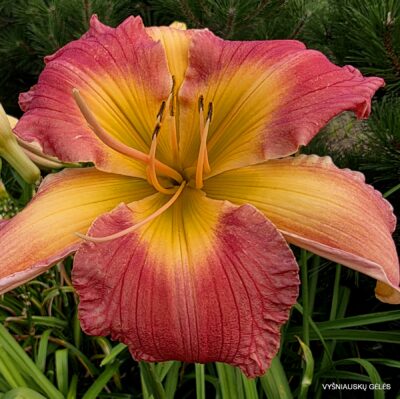 ‘Apatura Pink Butterfly’