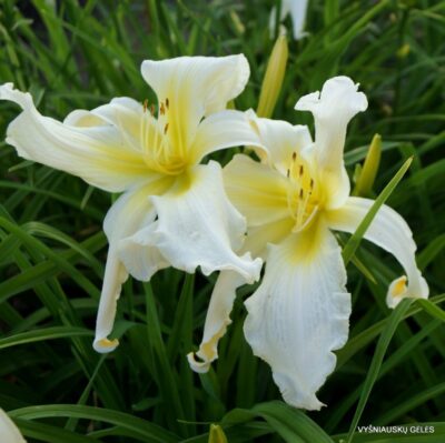 ‘Apatura White Swalow’ (2)