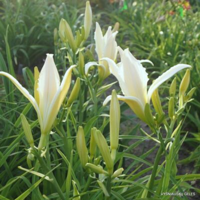 ‘Apatura White Swalow’ (3)