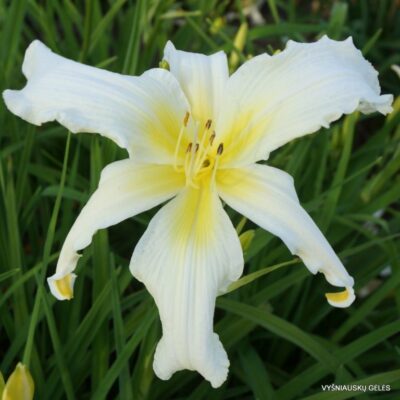 ‘Apatura White Swalow’ (4)