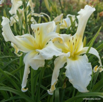 ‘Apatura White Swalow’