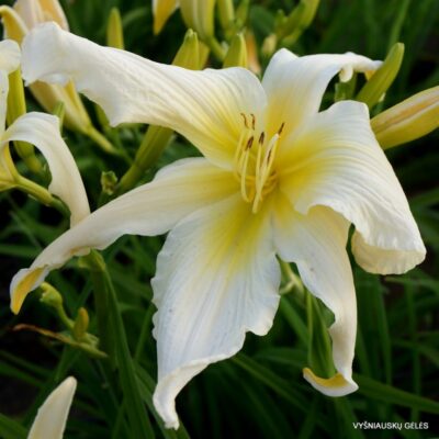‘Apatura White Swalow’ (5)