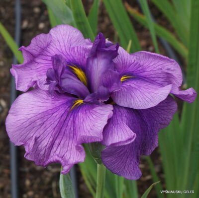 ‘Japonec Melancholik’ (2)